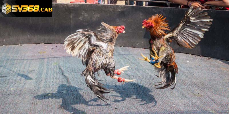 Khám phá đôi nét về các thuật ngữ trong đá gà
