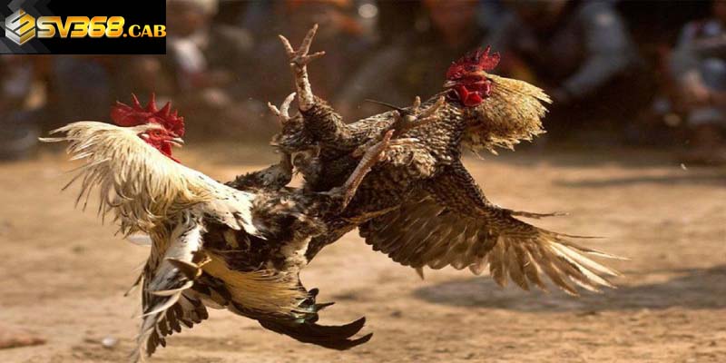 Thuật ngữ trong đá gà liên quan đến trận đấu