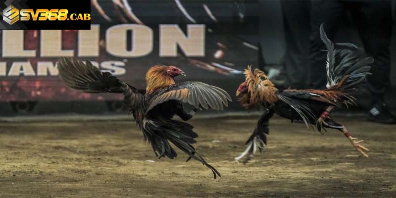Học hỏi kinh nghiệm cá cược đá gà từ chuyên gia