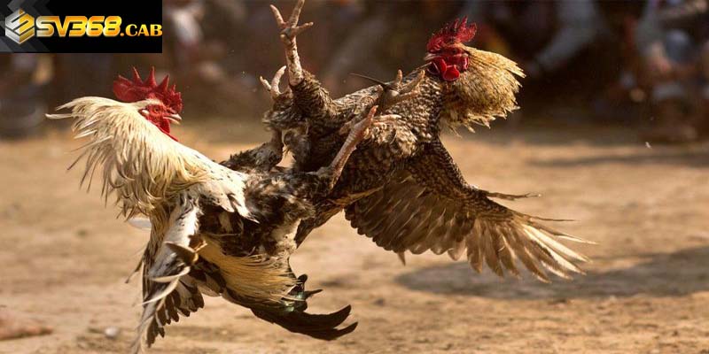 Khám phá đôi nét về chấp tiền gà chọi