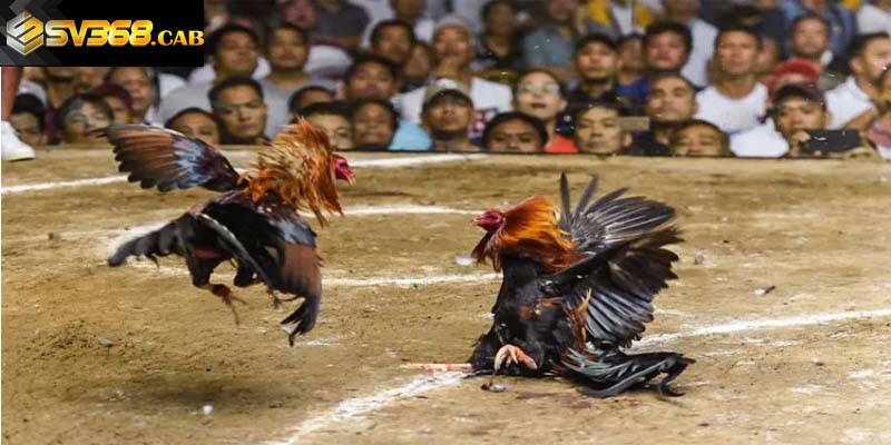 Cách chấp tiền gà chọi - Chấp mỏ gà