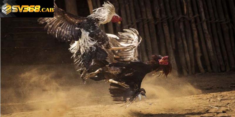 Người chơi cần biết cách đánh giá gà chọi