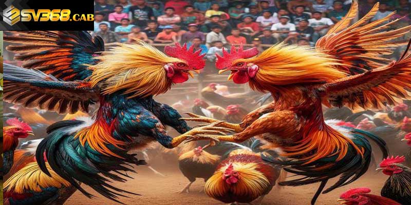 Nắm rõ cách nhận định chiến kê - Cách chơi đá gà bất bại