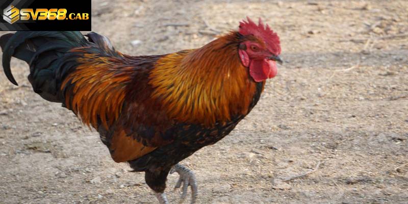 Do cân nặng vượt quá tiêu chuẩn