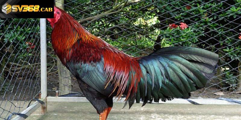 Gà bị hóc do cân nặng