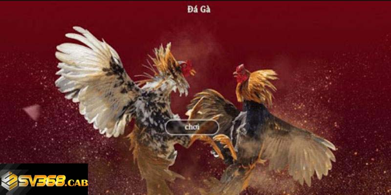 Chơi đá gà Sv368 nhận thưởng siêu nhanh