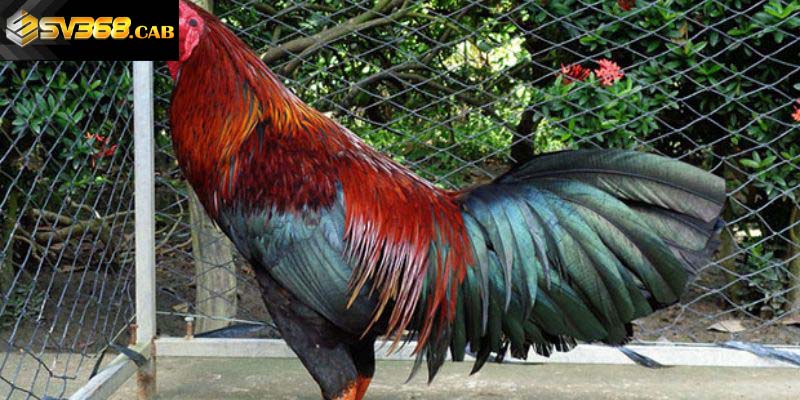 Kiểm tra gà sau khi thi đấu