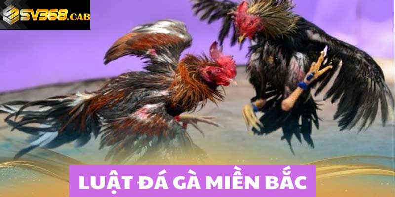 Khám phá về luật đá gà miền Bắc