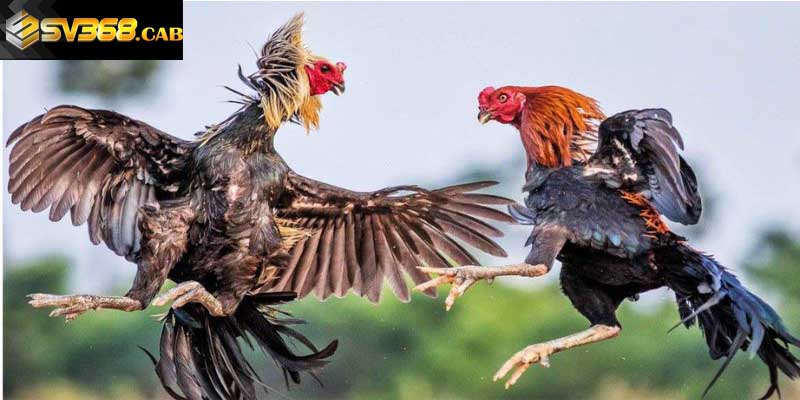 Lưu ngay những kinh nghiệm đặt cược