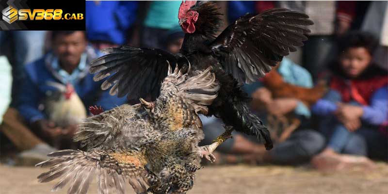 Đôi nét về sảnh đá gà Indonesia