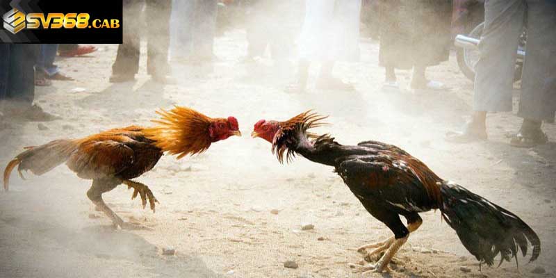 Nơi quy tụ nhiều giống gà